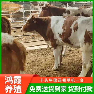 西门塔尔肉牛图5