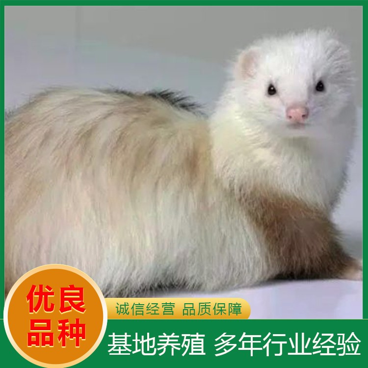 安格鲁貂