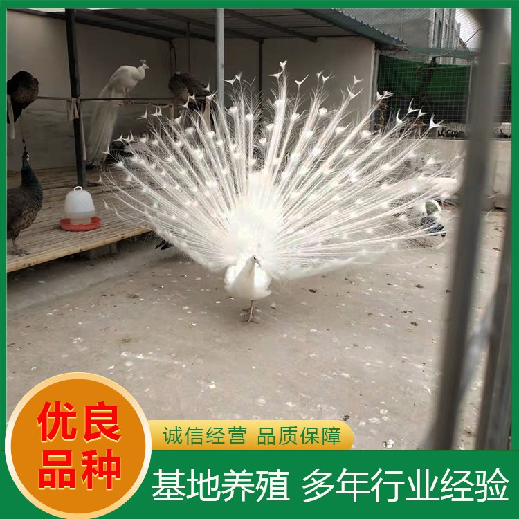 孔雀
