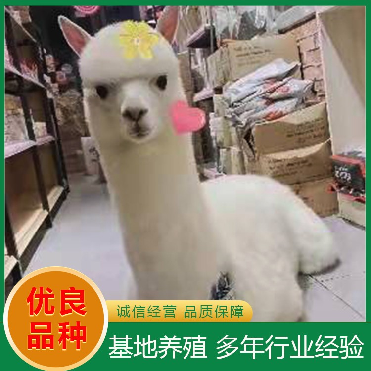 羊驼