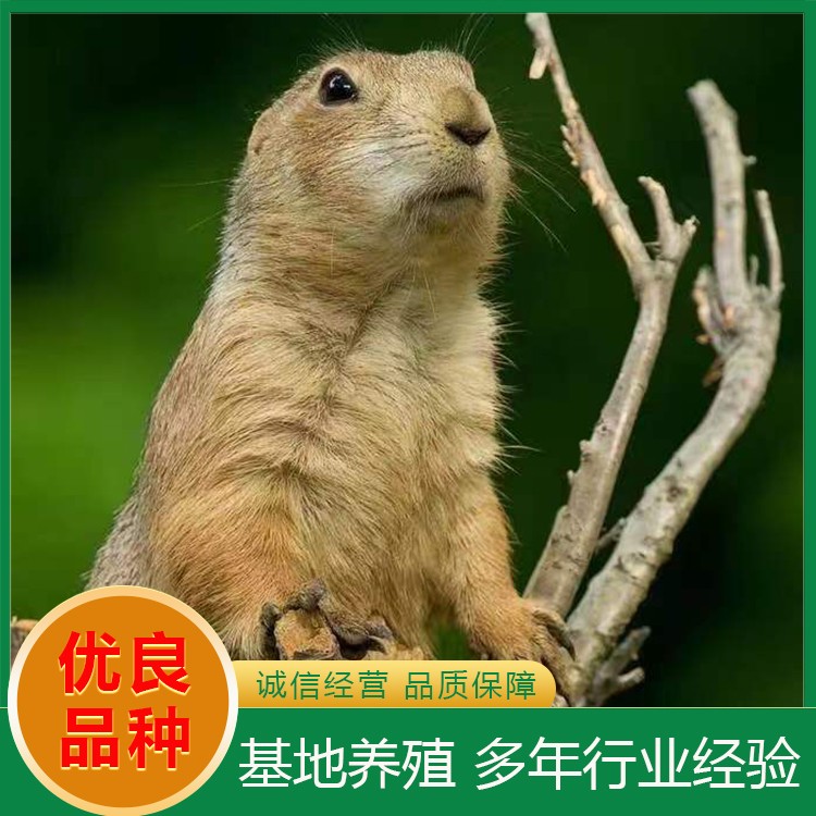 水豚