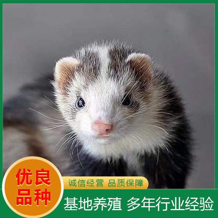 安格鲁貂养殖