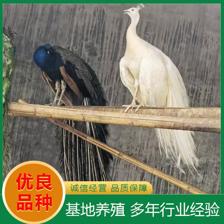 孔雀养殖