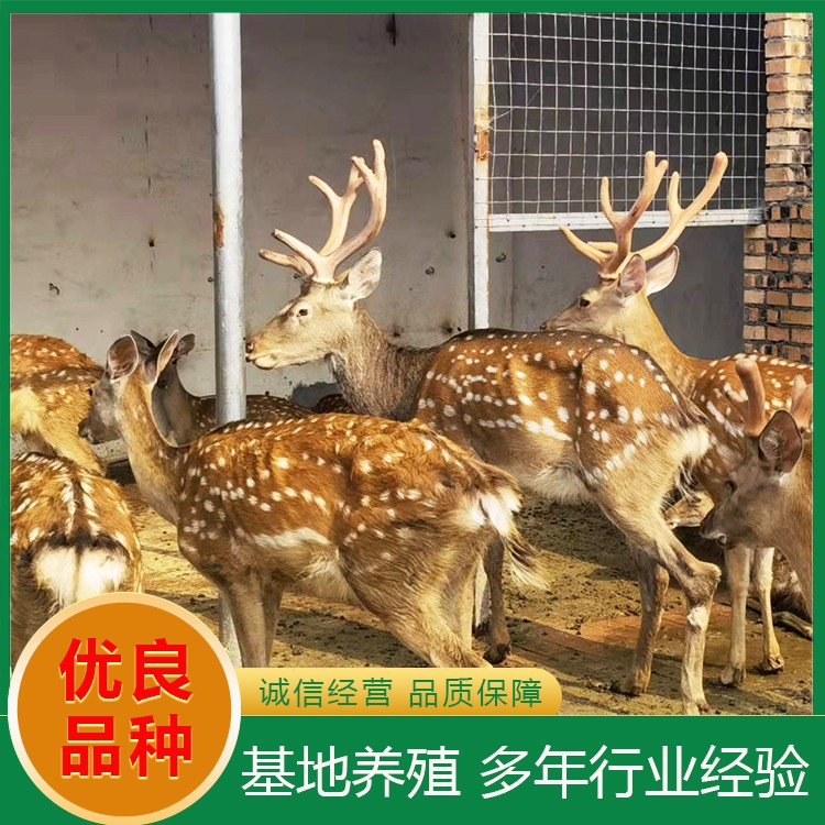 梅花鹿养殖