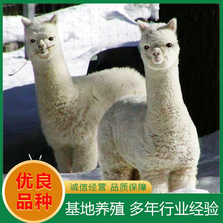羊驼养殖