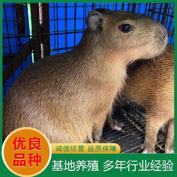水豚养殖