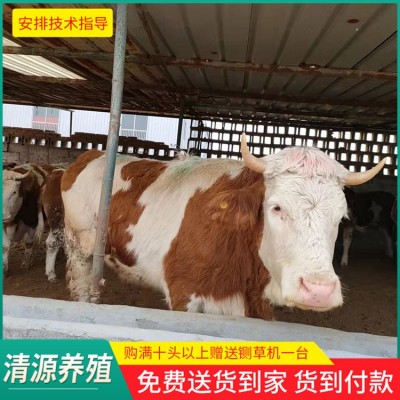 西门塔尔肉牛图4