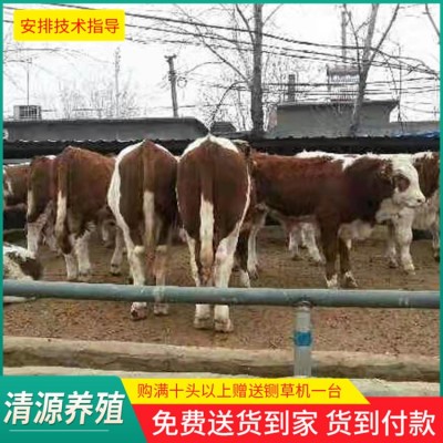 西门塔尔肉牛图3