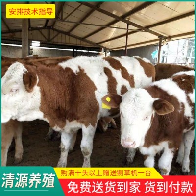 西门塔尔肉牛图5