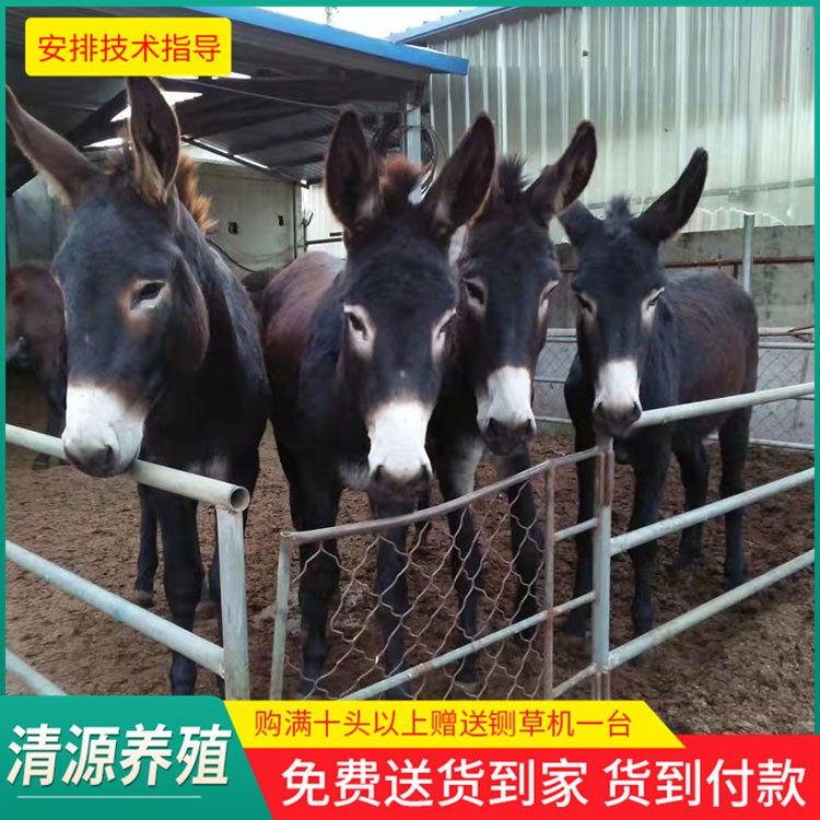 德州驴