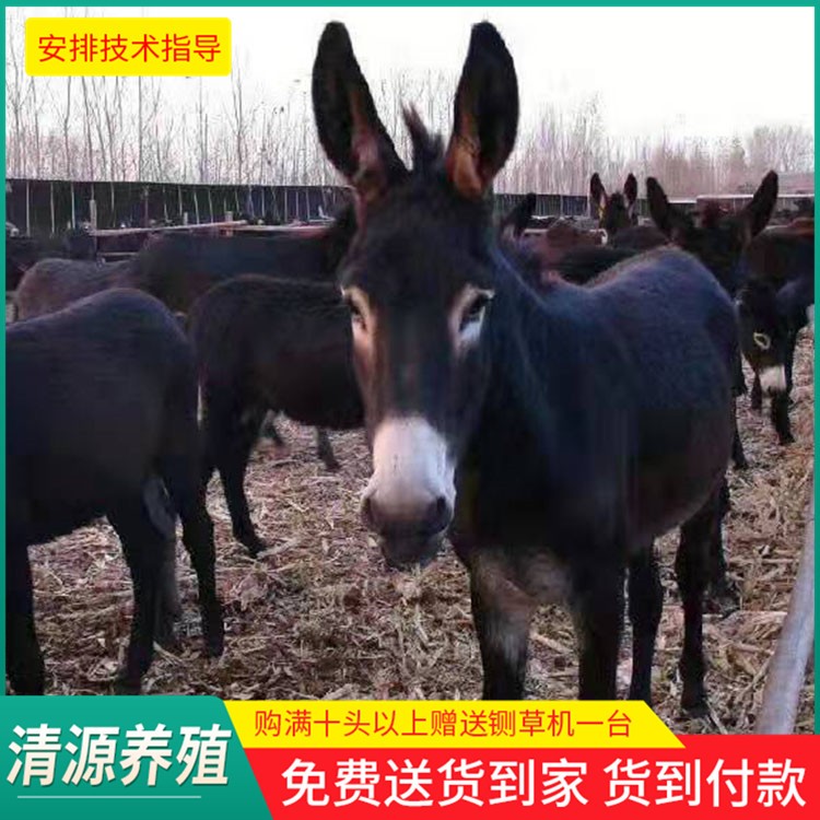 德州驴