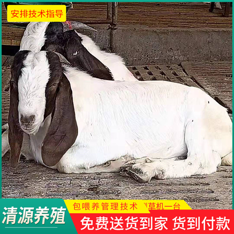 波尔山羊