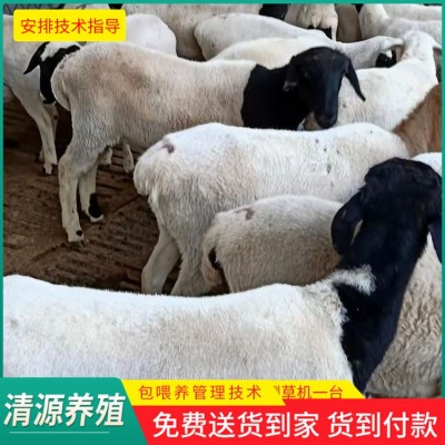 黑头杜泊母羊图5