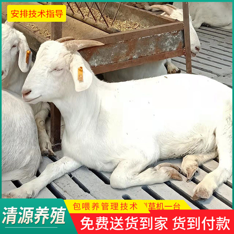 美国大白山羊