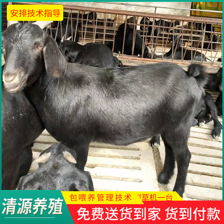 努比亚黑山羊