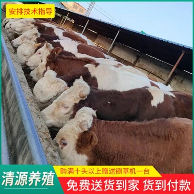 西门塔尔肉牛图2