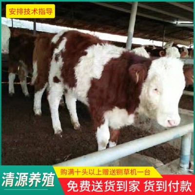 西门塔尔肉牛图5