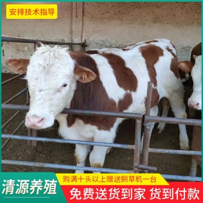 西门塔尔肉牛图3