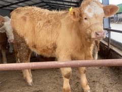 西门塔尔牛肉用特点