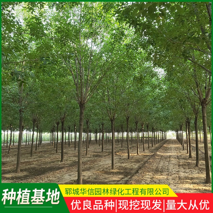 白蜡