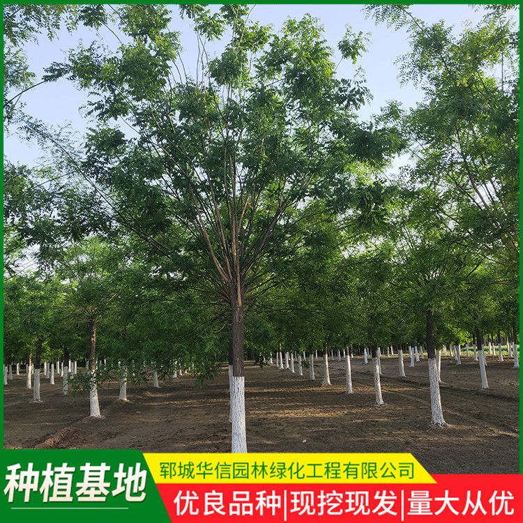 国槐