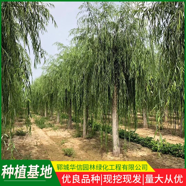 垂柳