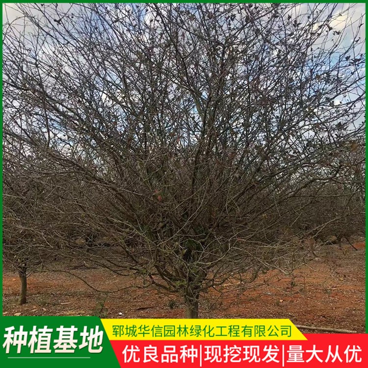 垂丝海棠