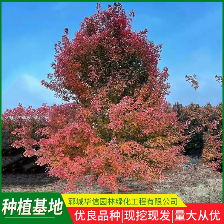 丛生红点红枫