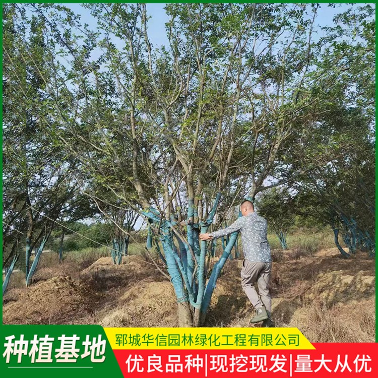 丛生朴树