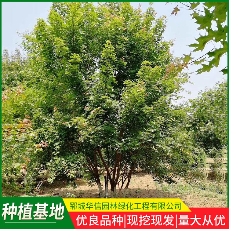 丛生五角枫