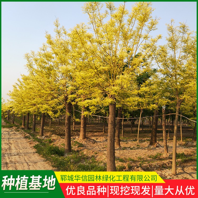 黄金槐