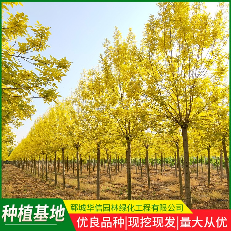 金叶白蜡