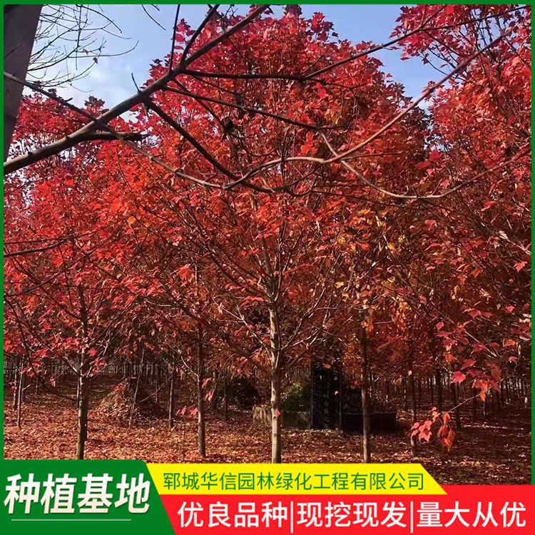 美国红枫