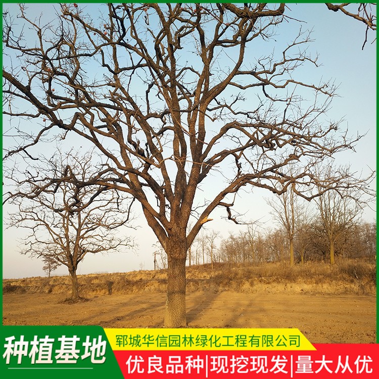 柿子树