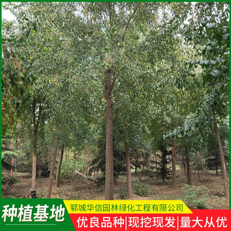 丝棉木