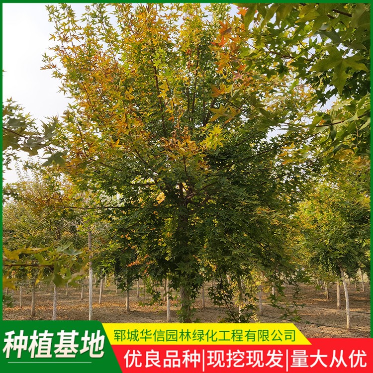 五角枫