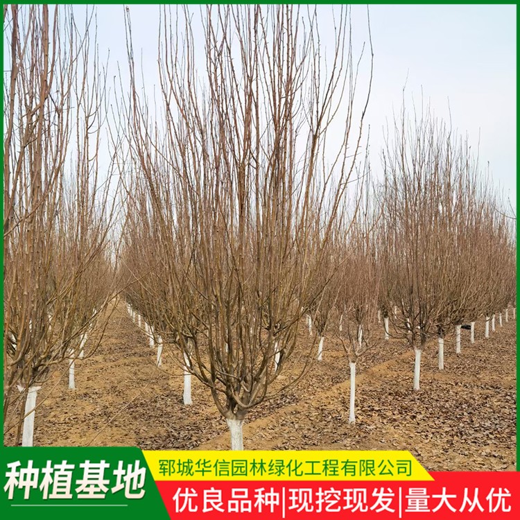 西府海棠