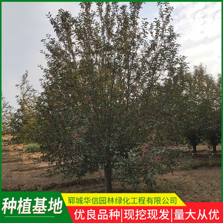 绚丽海棠