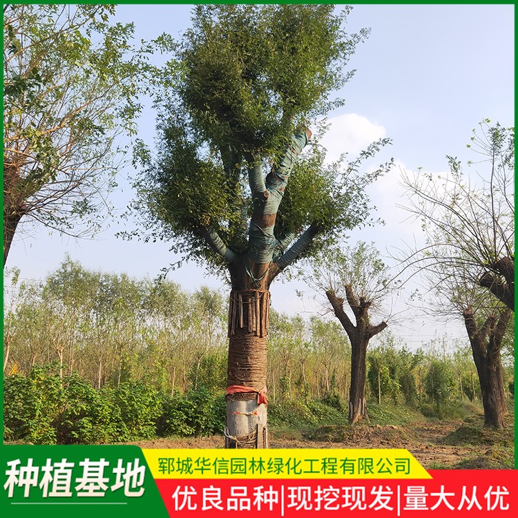 皂角树