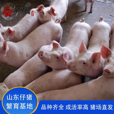 仔猪良种长白猪30斤小猪仔养殖场二