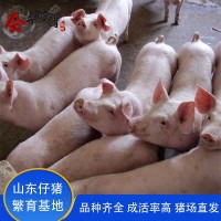 仔猪良种长白猪30斤小猪仔养殖场二元仔猪三元仔猪肉猪苗瘦肉型