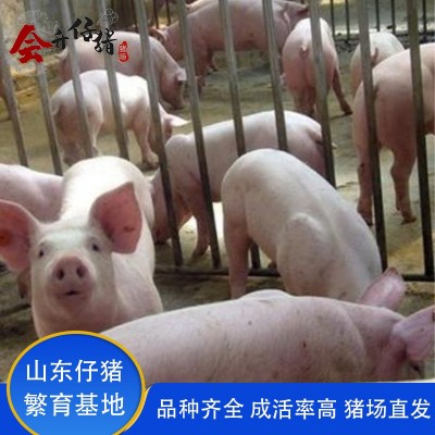 山东仔猪价格30斤小猪价格