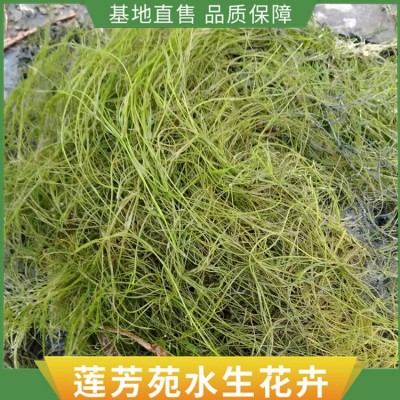 小茨藻种植