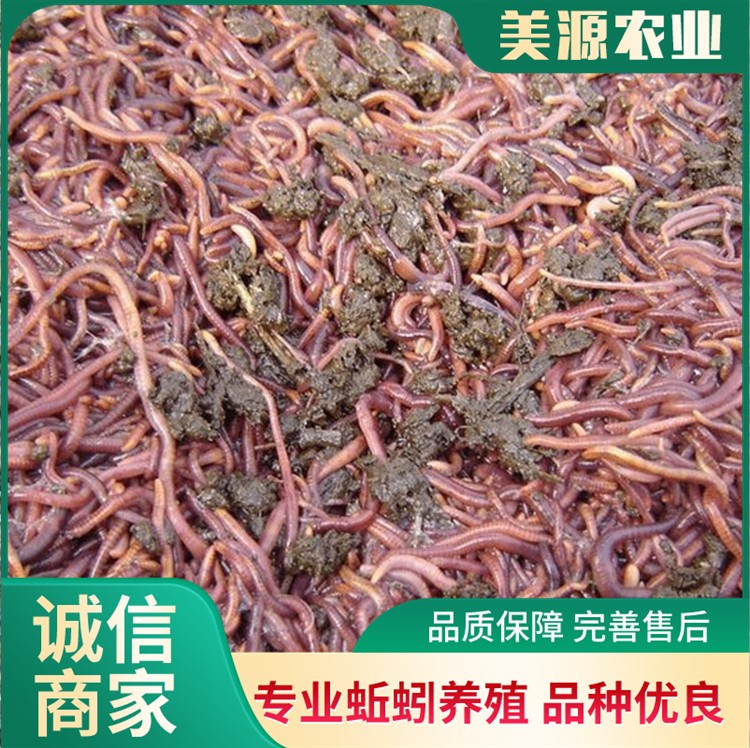 养殖场红蚯蚓