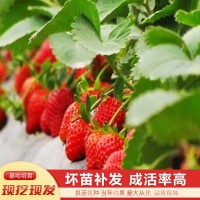 红颜草莓苗 厂家批发 量大优惠