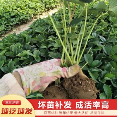 红颜草莓苗 厂家批发 量大优惠图4