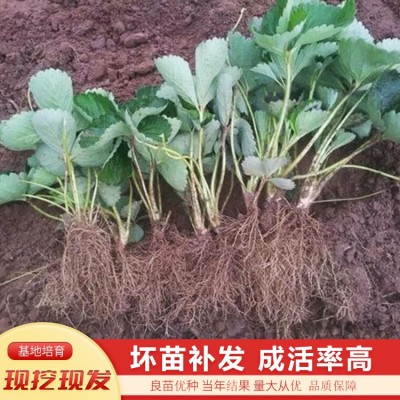 红颜草莓苗 厂家批发 量大优惠图3