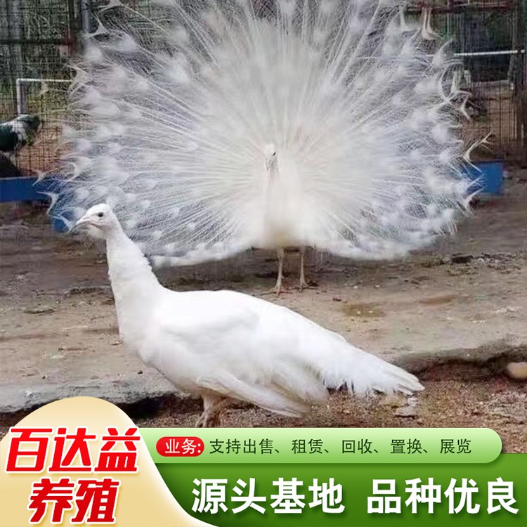 孔雀