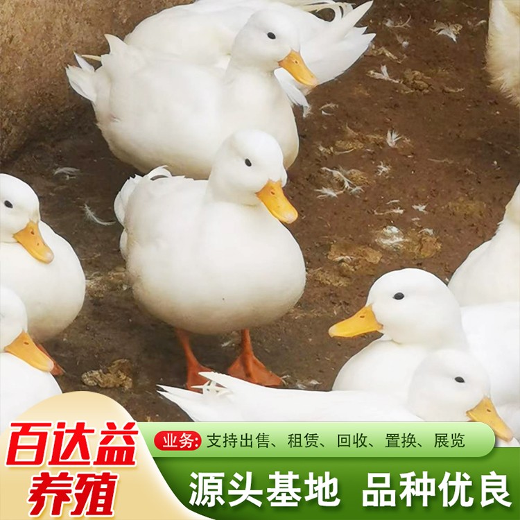 科尔鸭