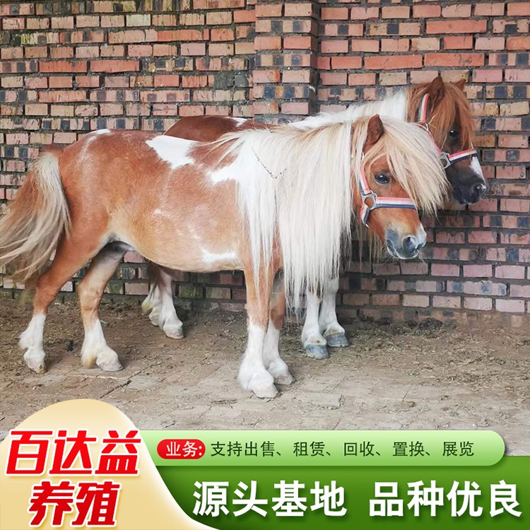 进口矮马设特兰